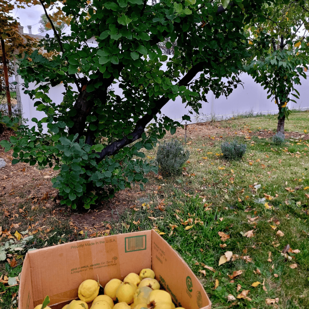 self-sufficiency skills and projects