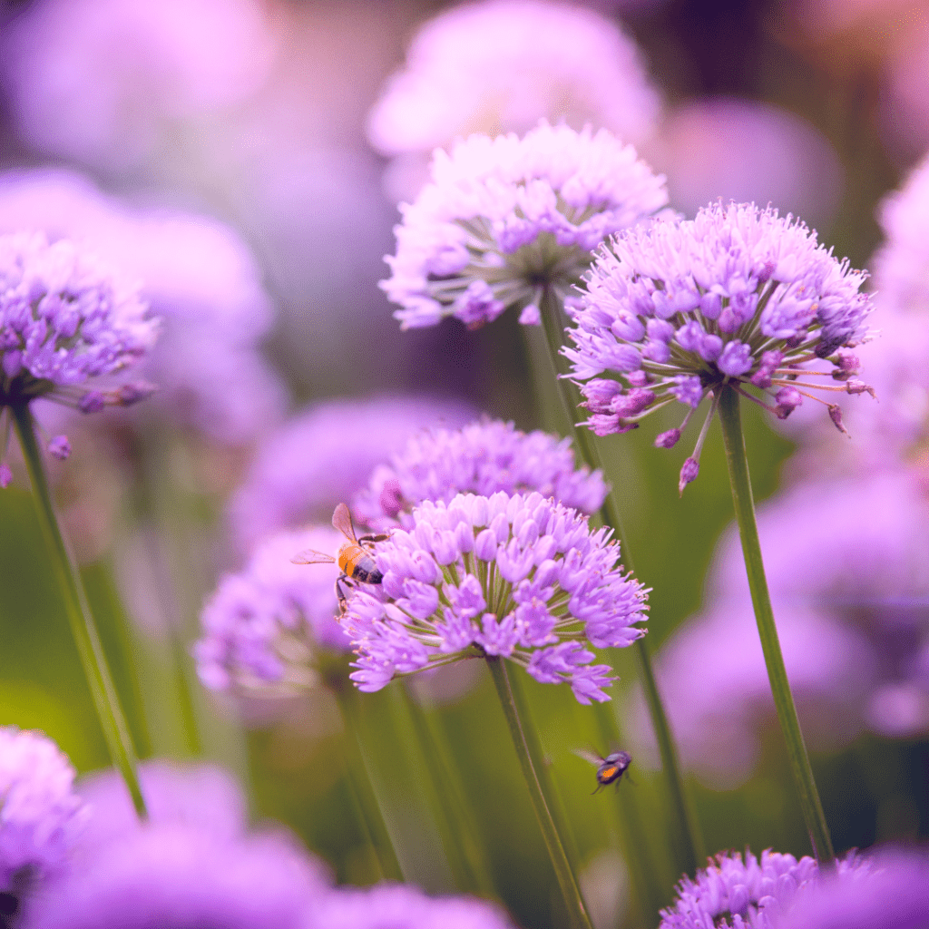 Image illustrates bee balm as the best medicinal herbs to grow. 
