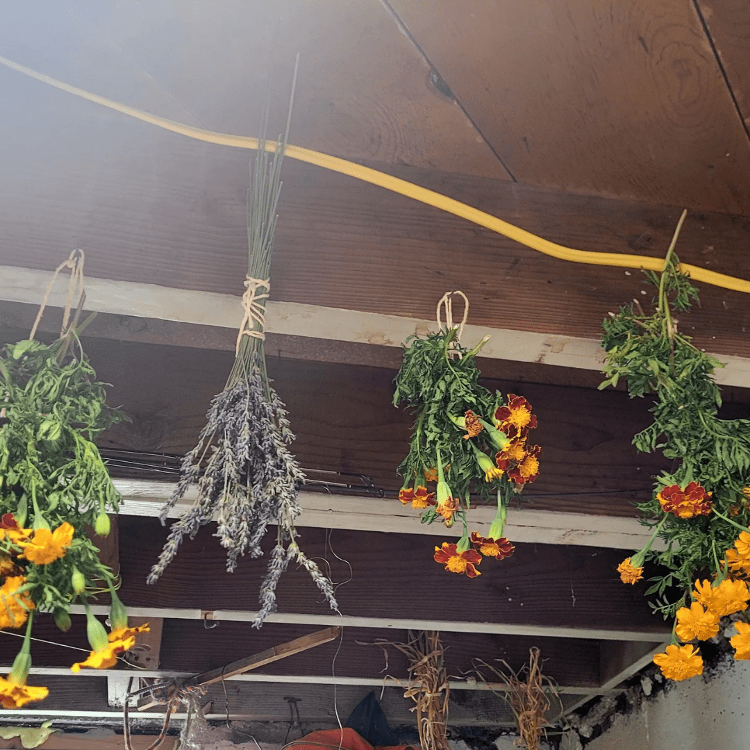 16 Best Medicinal Herbs to Grow in Your Garden Now