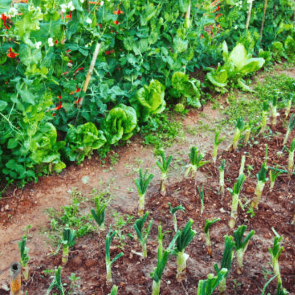 Image illustrates a survival garden.