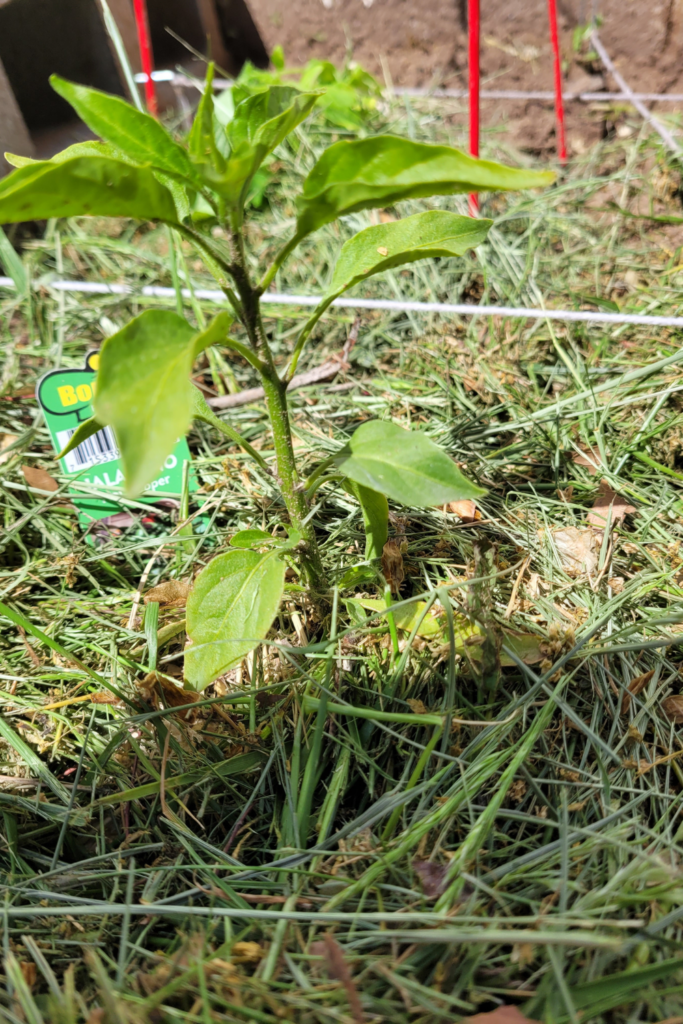 Image illustrates a square foot garden.