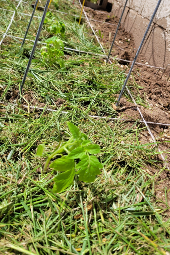 Image illustrates a square foot garden.