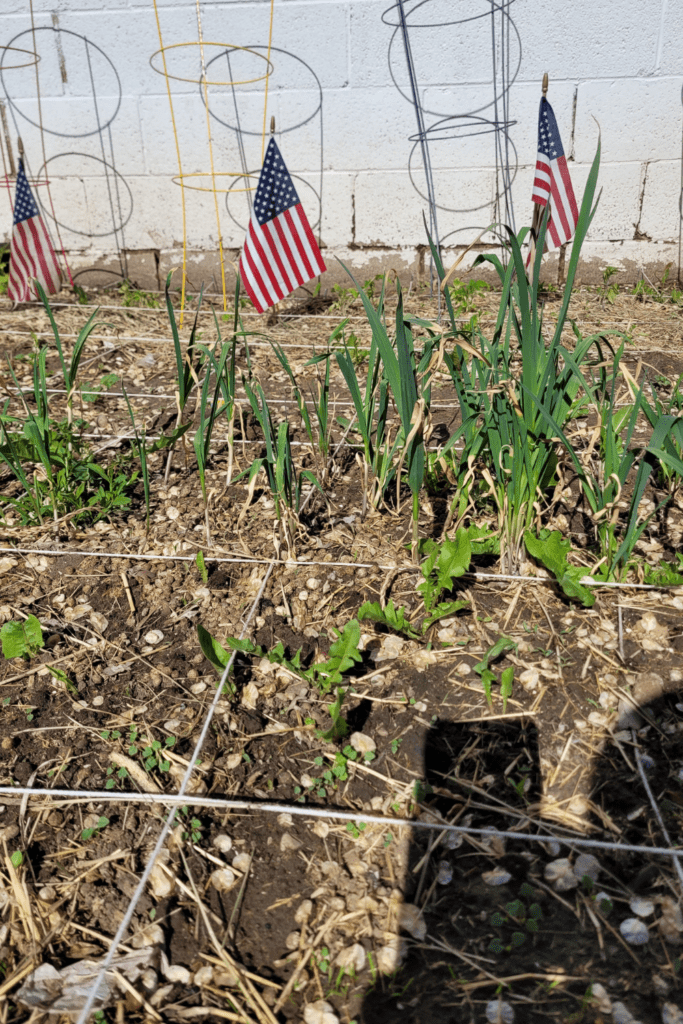 Image illustrates a square foot garden.