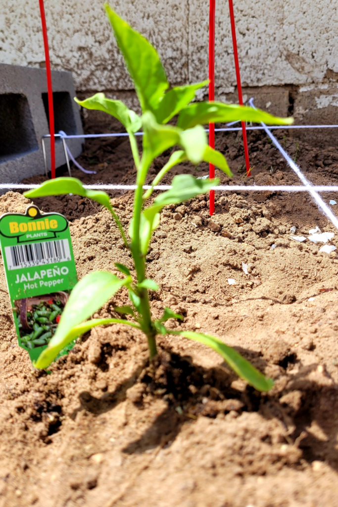 Image illustrates a square foot garden.