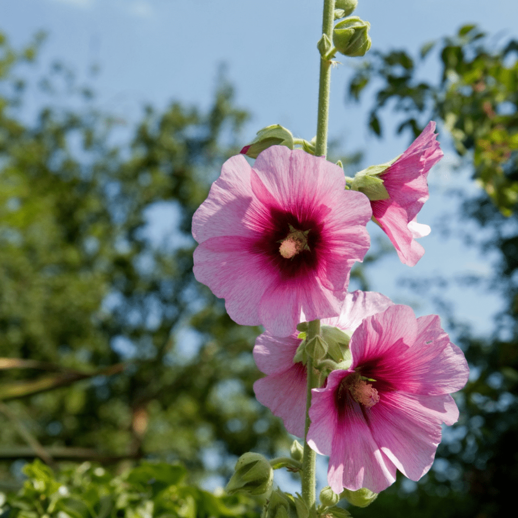 Image illustrates marshmallow and hollyhocks as the best medicinal herbs to grow. 

