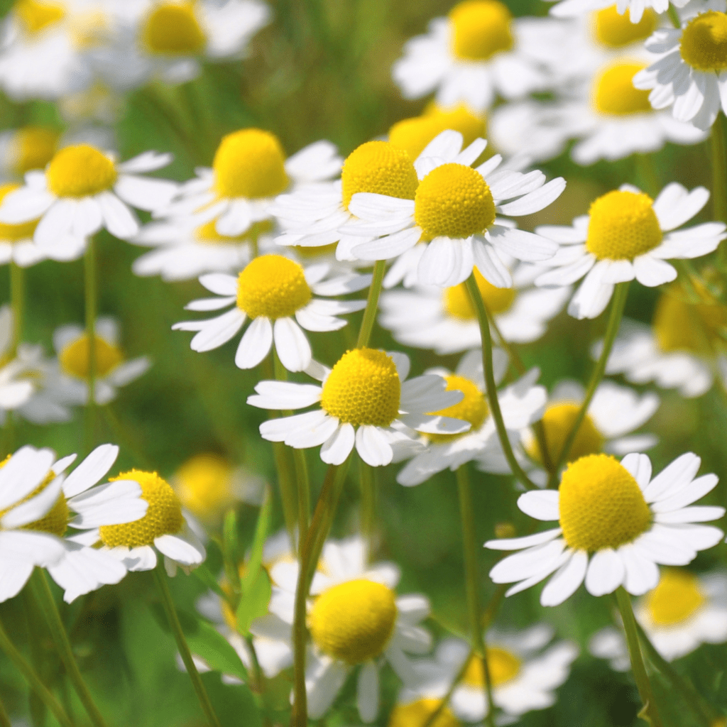 Image illustrates chamomile as the best medicinal herbs to grow. 