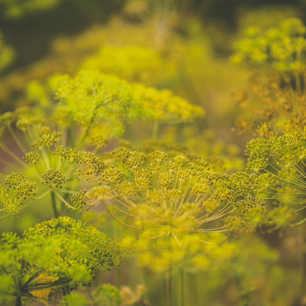 Image illustrates dill as the best medicinal herbs to grow. 
