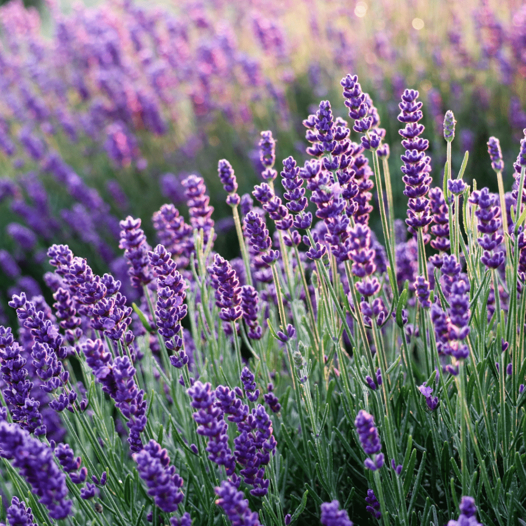 Image illustrates lavender as the best medicinal herbs to grow. 