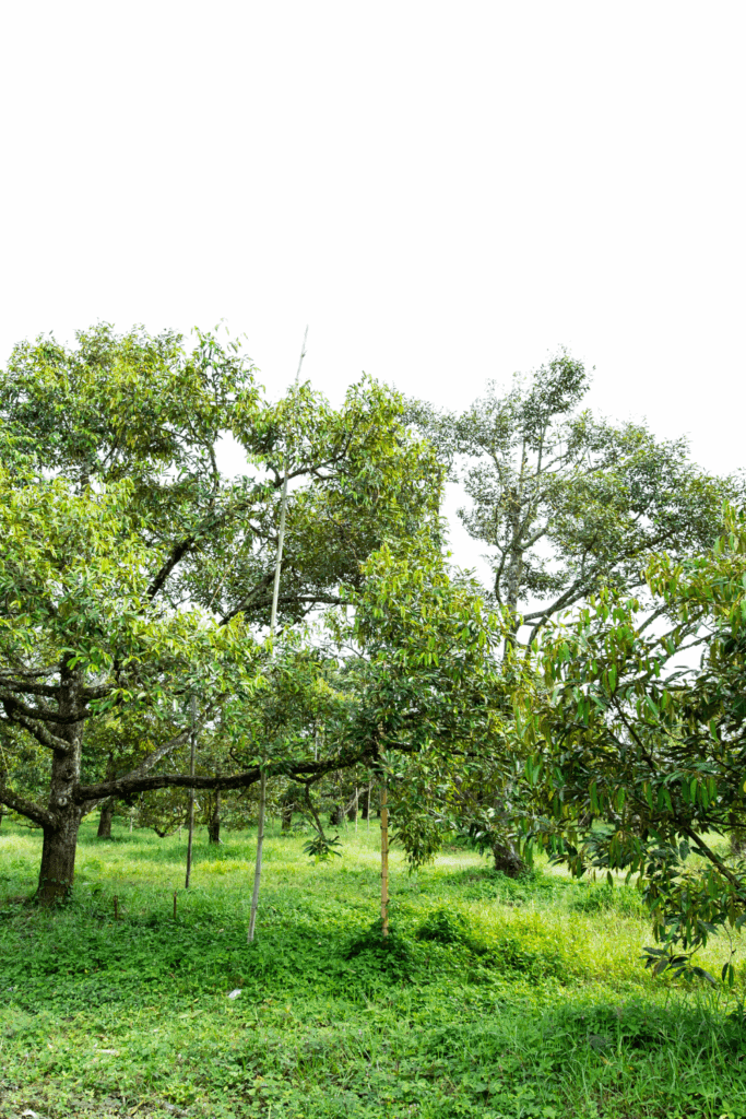 Image illustrates trees for a climate friendly garden.