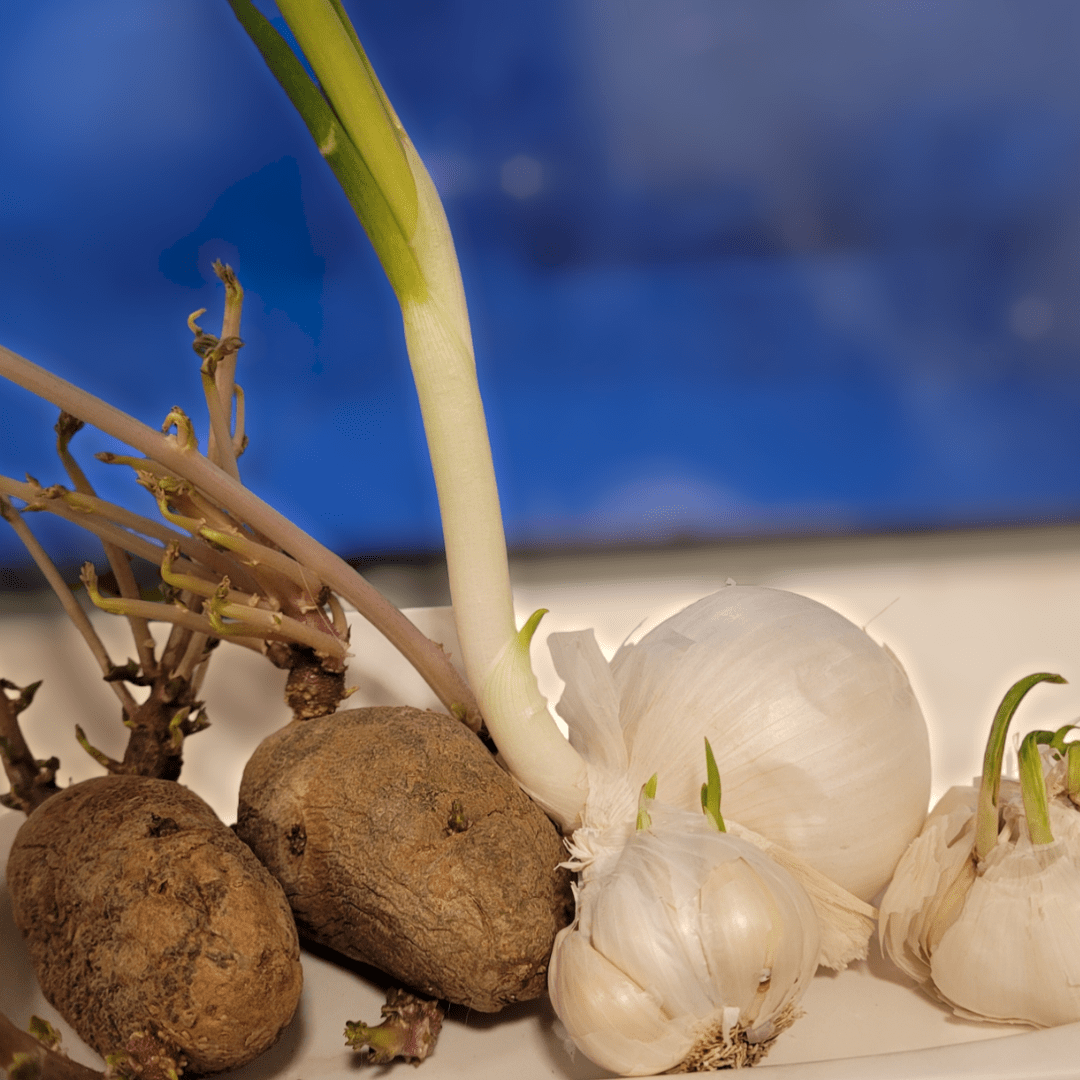 How to Regrow Your Grocery List and Get Free Food