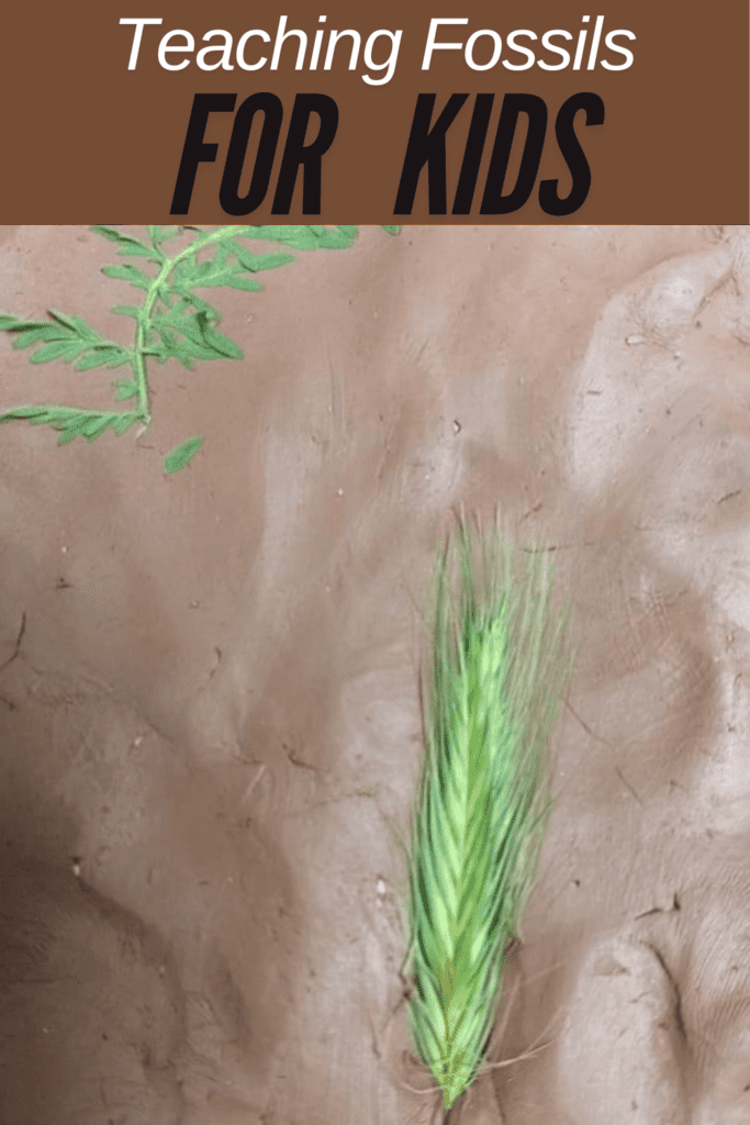 Image illustrates playdough fossils.