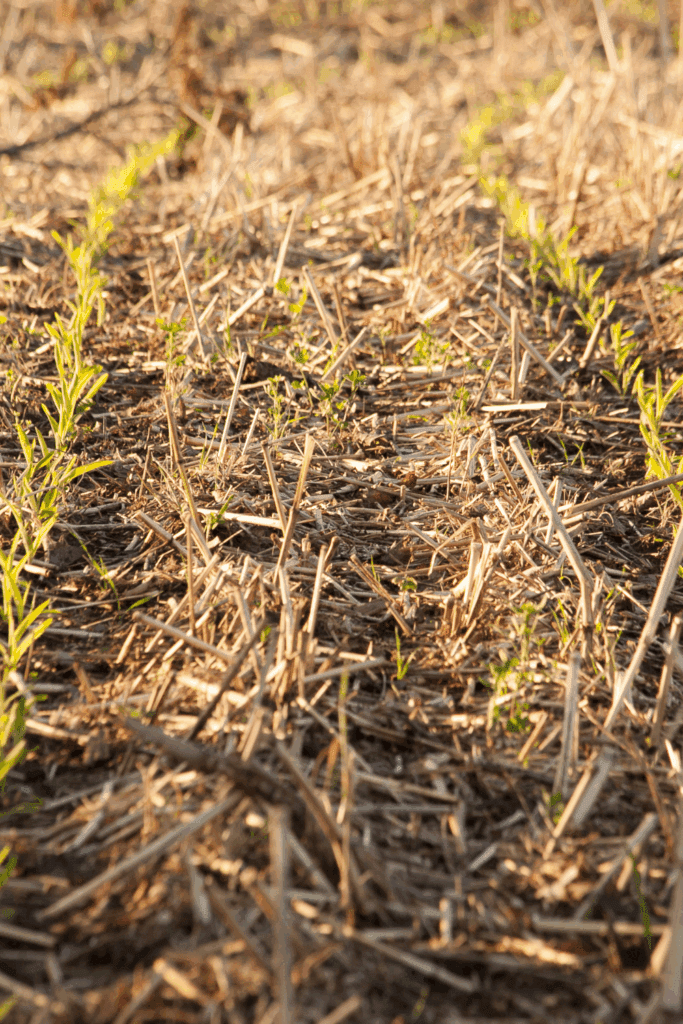 Image illustrates a climate friendly garden.