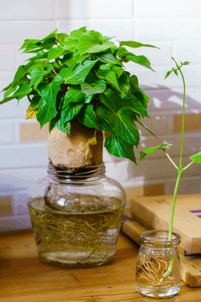 Image illustrates how to regrow your grocery list with potatoes.
