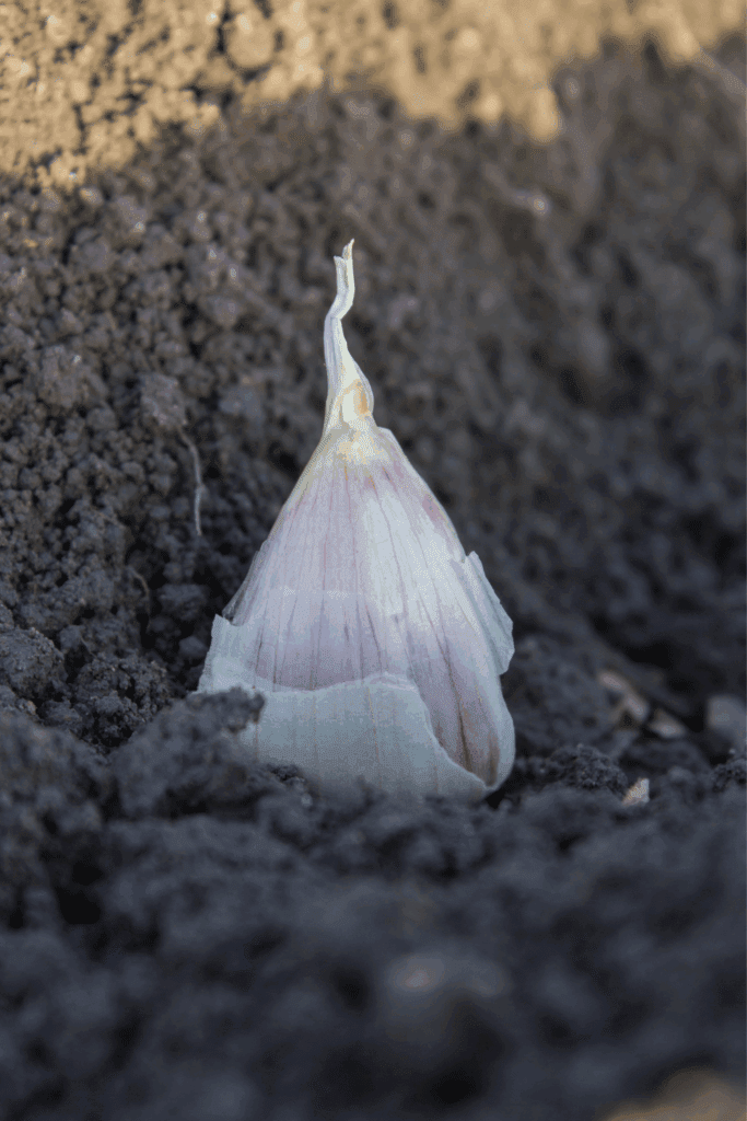Image illustrates how to regrow your grocery list with garlic.