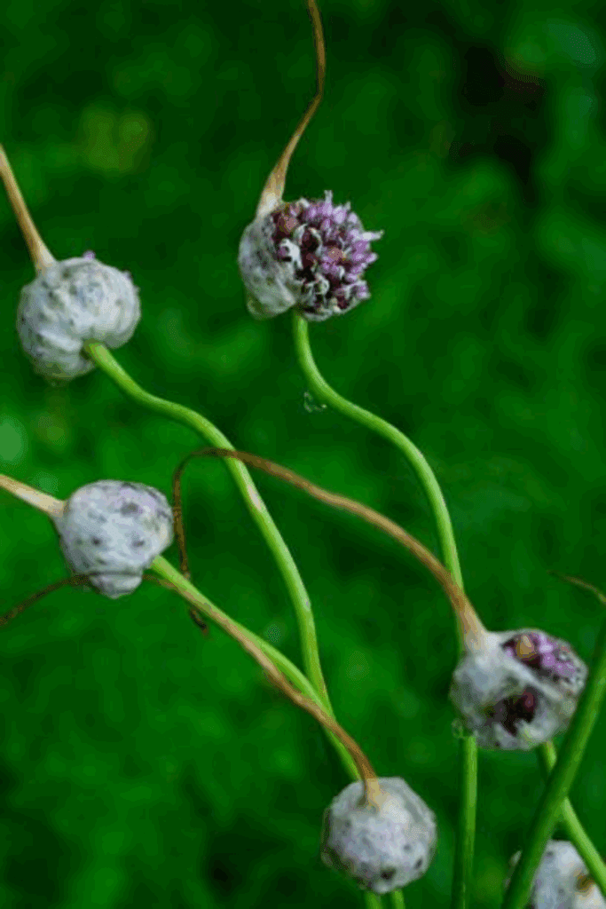 Image illustrates how to regrow your grocery list with garlic bulbils.