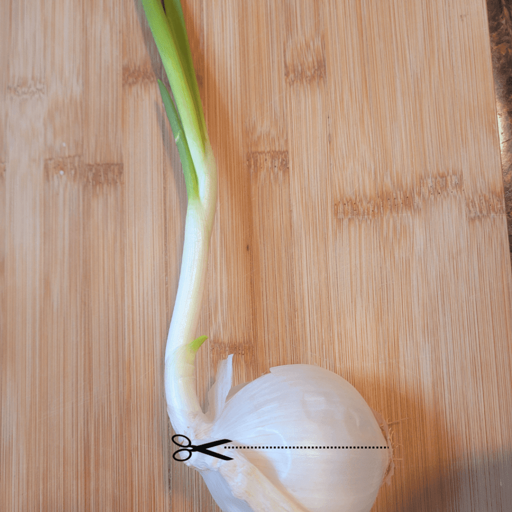 Image illustrates how to regrow your grocery list with onions.