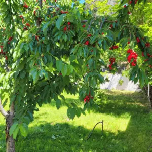 All About Cherry Trees: Ultimate Guide