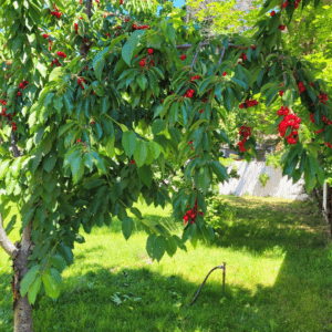 Image illustrates a Pinterest pin of a cherry tree demonstrating information on all about cherry trees.