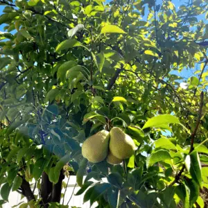 All About Pear Trees: Ultimate Guide