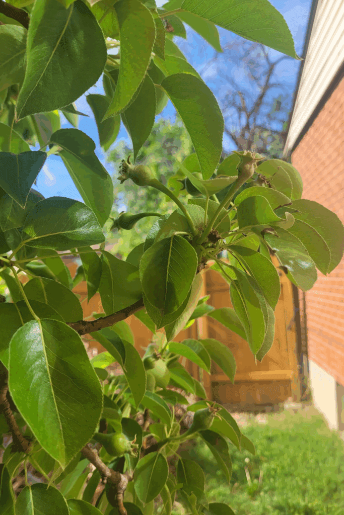 Image illustrates pears growing on a pear tree.