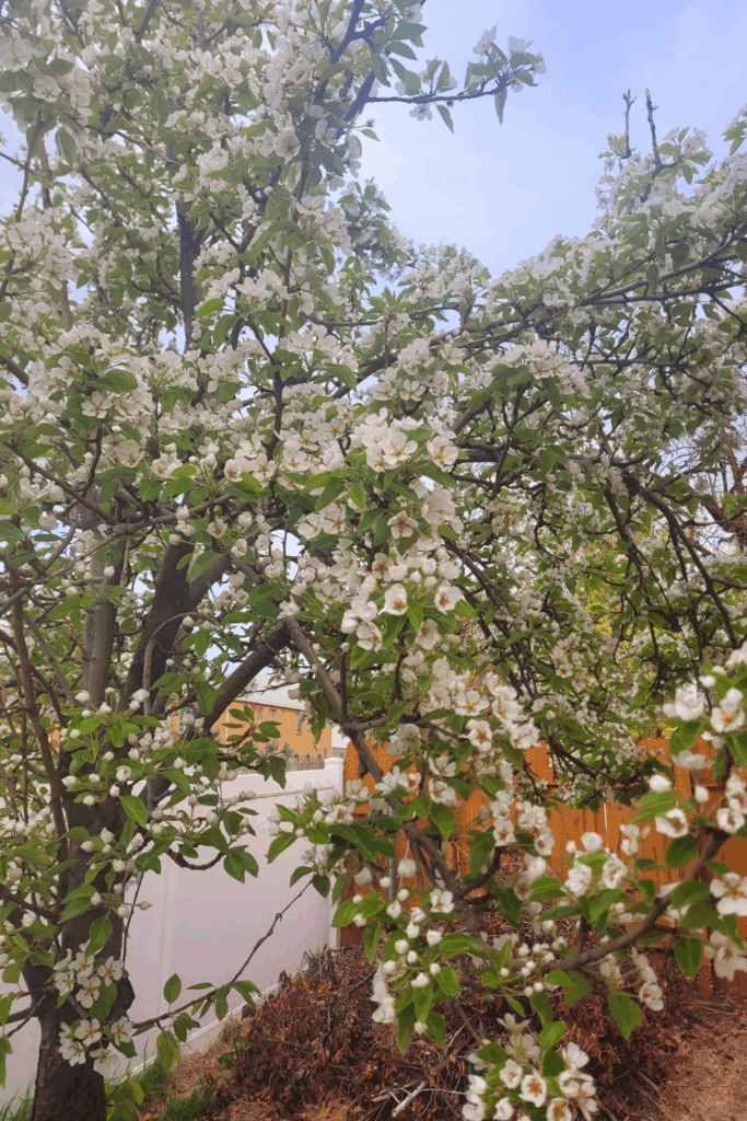 Image illustrates a bloomed pear tree in the spring.