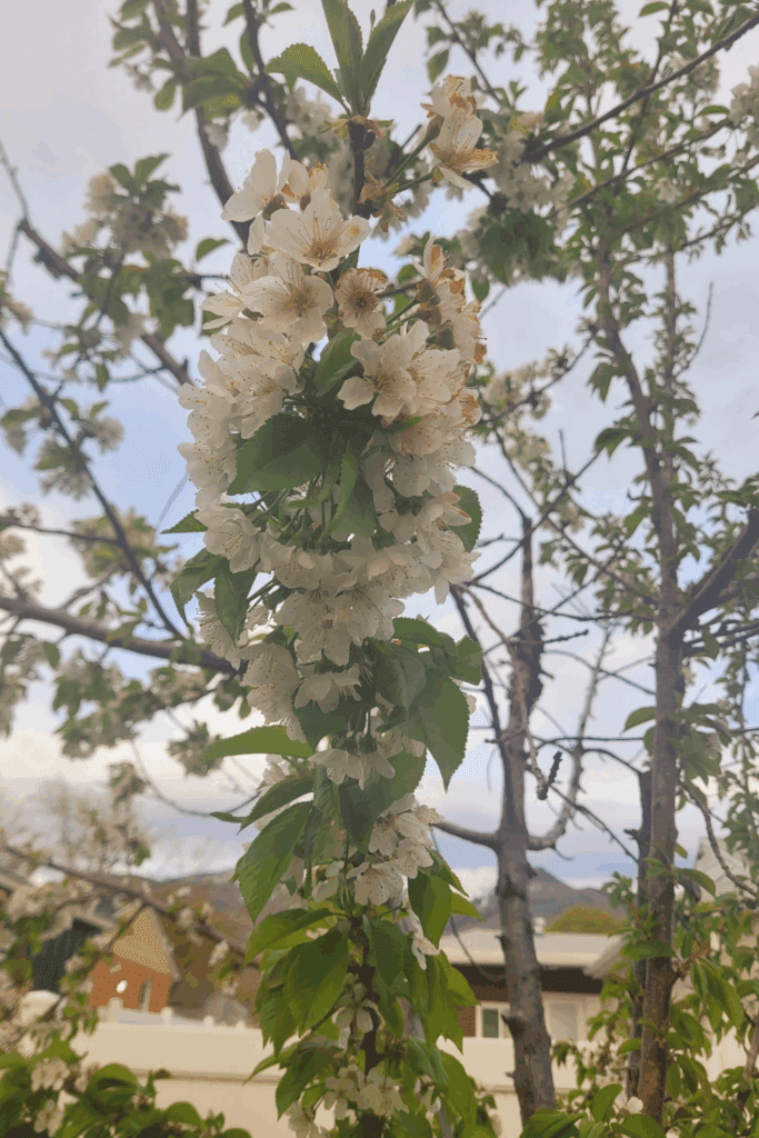 Image illustrates a bloomed branch of a cherry tree.