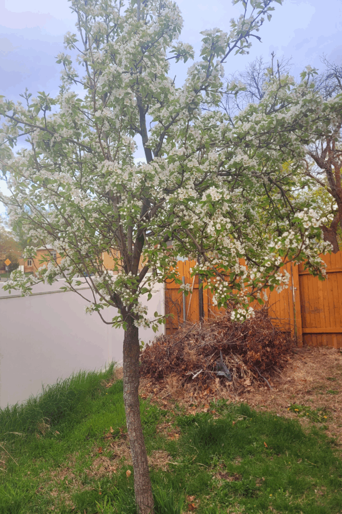 Image illustrates a bloomed pear tree in the spring.