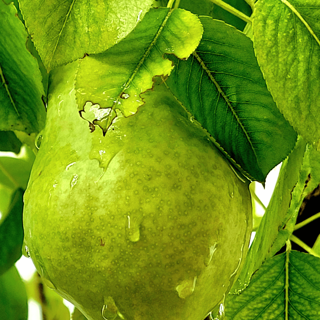 Image illustrates a pear on a pear tree. 