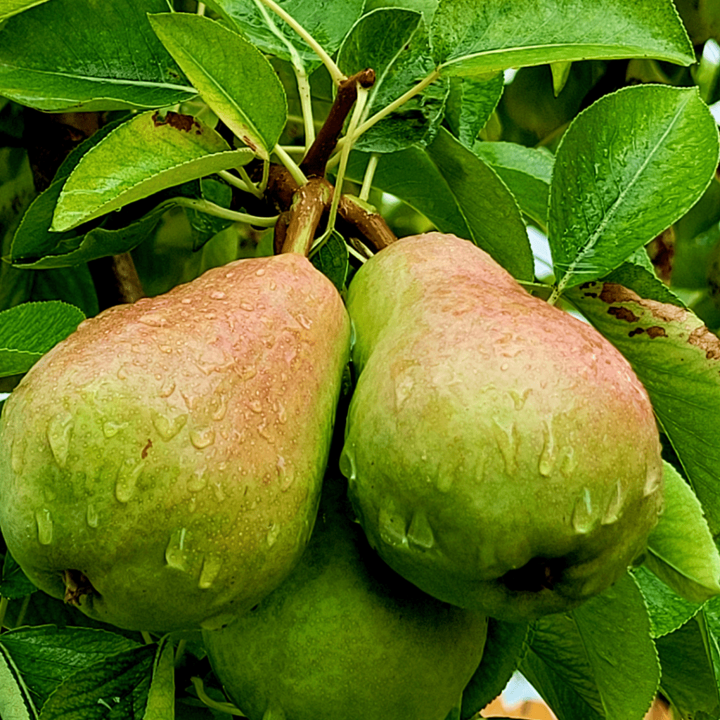 Image illustrates pears on a tree.