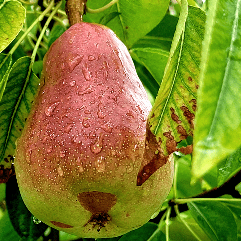 Image illustrates a pear on a pear tree. 
