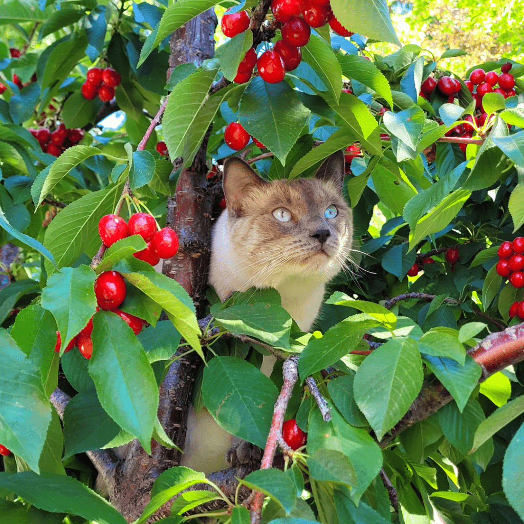 Image illustrates a cat in a cherry tree demonstrating information on all about cherry trees. 