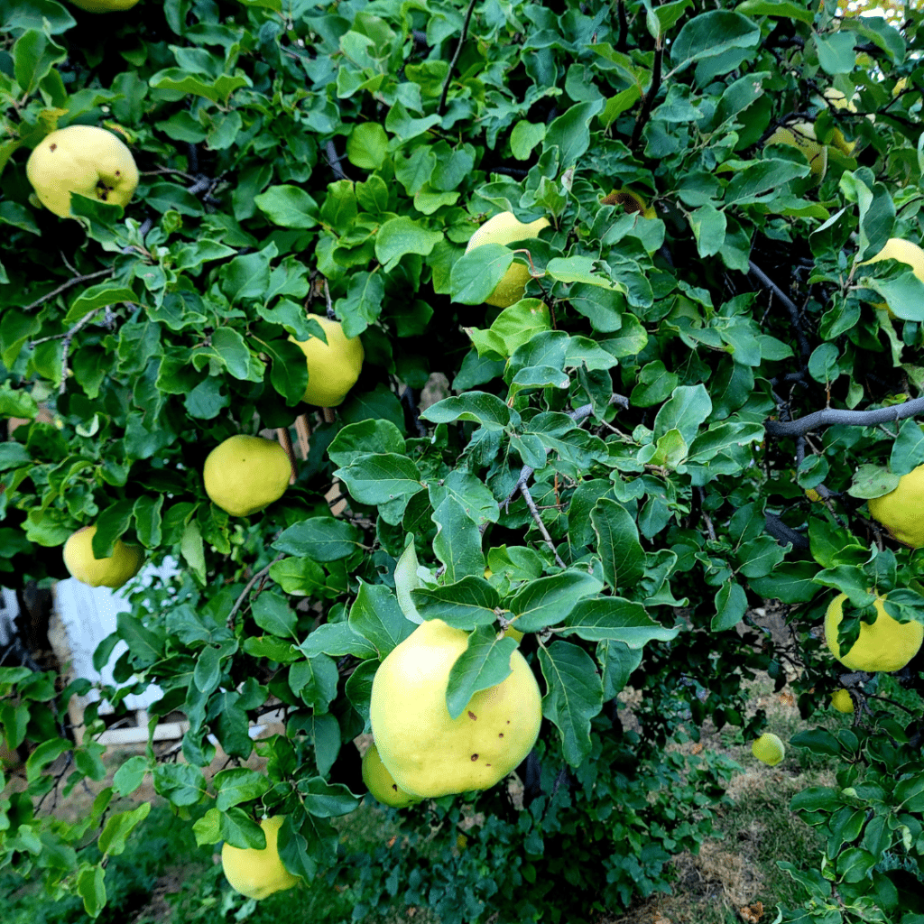 Image illustrates a quince tree demonstrating information on all about quince trees.