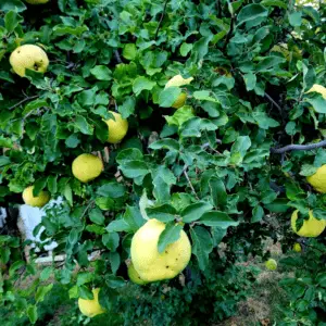 All About Quince Trees: Ultimate Guide