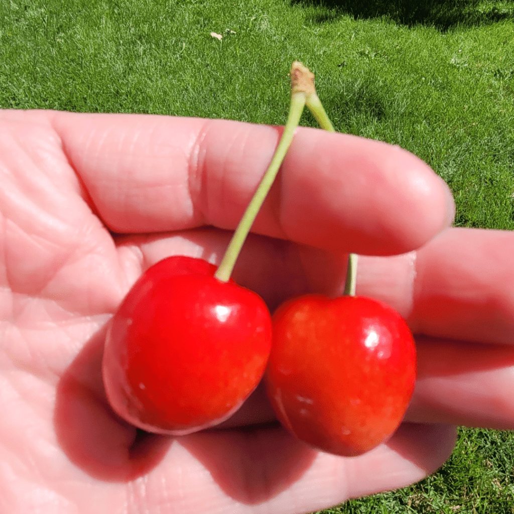 Image illustrates cherries in a person's hand demonstrating information on all about cherry trees. 