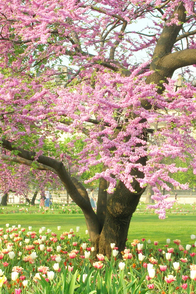 Image illustrates spring gardening problems.