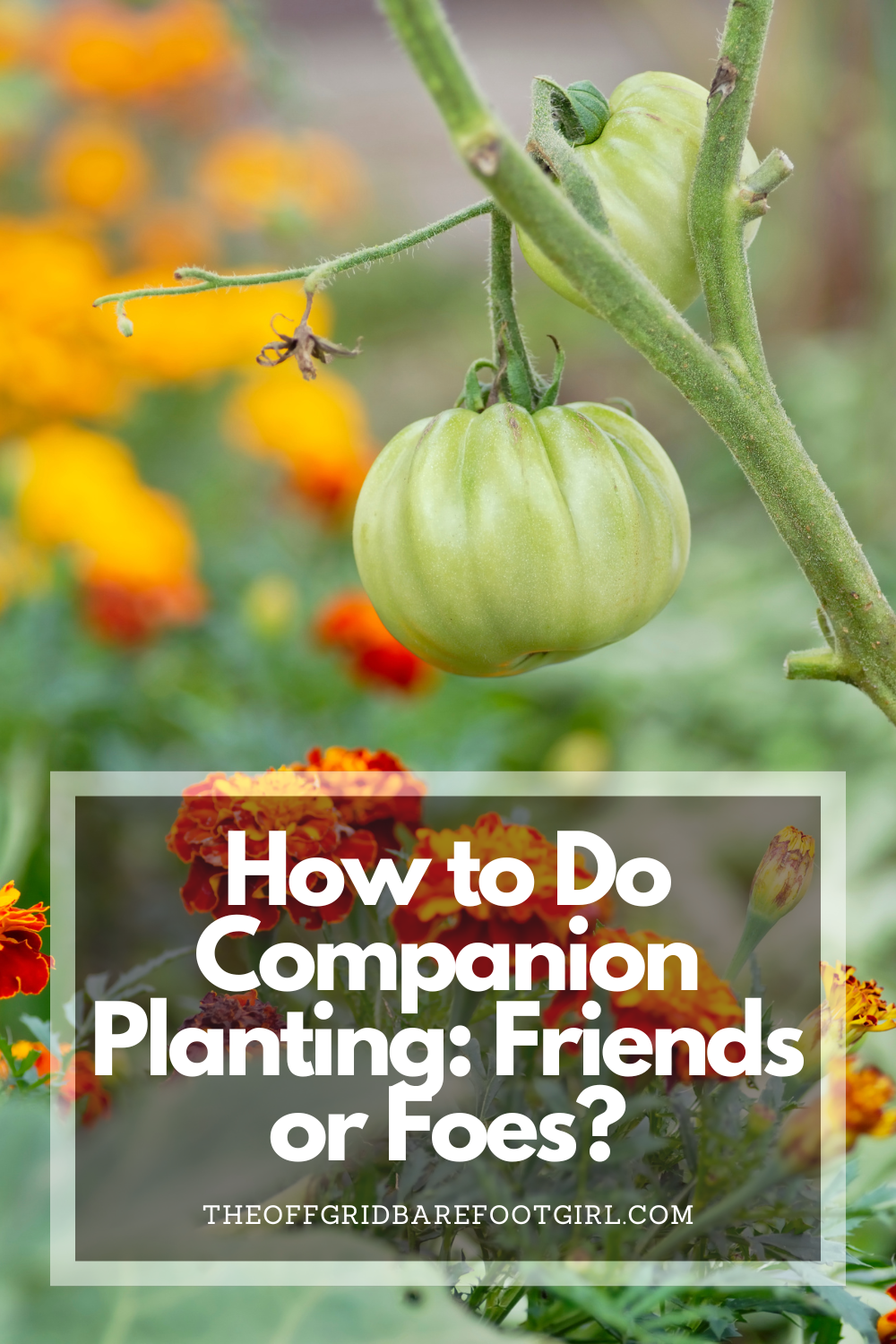 Image illustrates a Pinterest pin of companion planting.