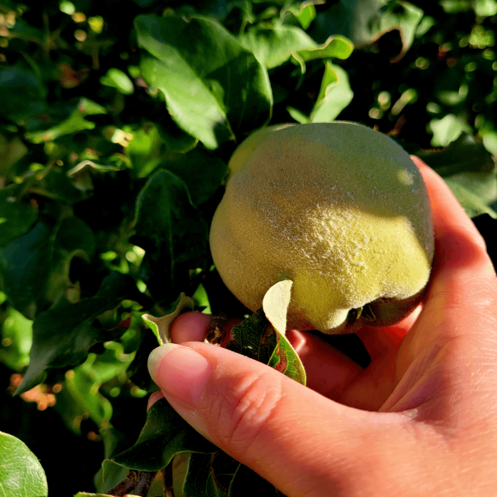 Image illustrates a quince fruit being picked from a quince tree demonstrating information on all about quince trees.
