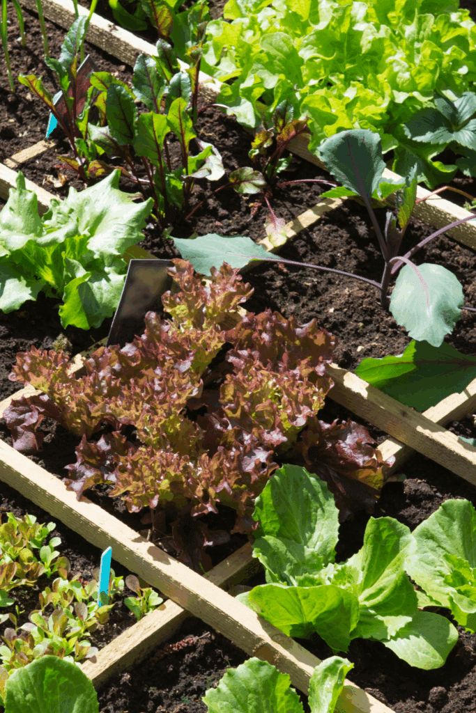 Image illustrates a vegetable harvest from a backyard snack yard.