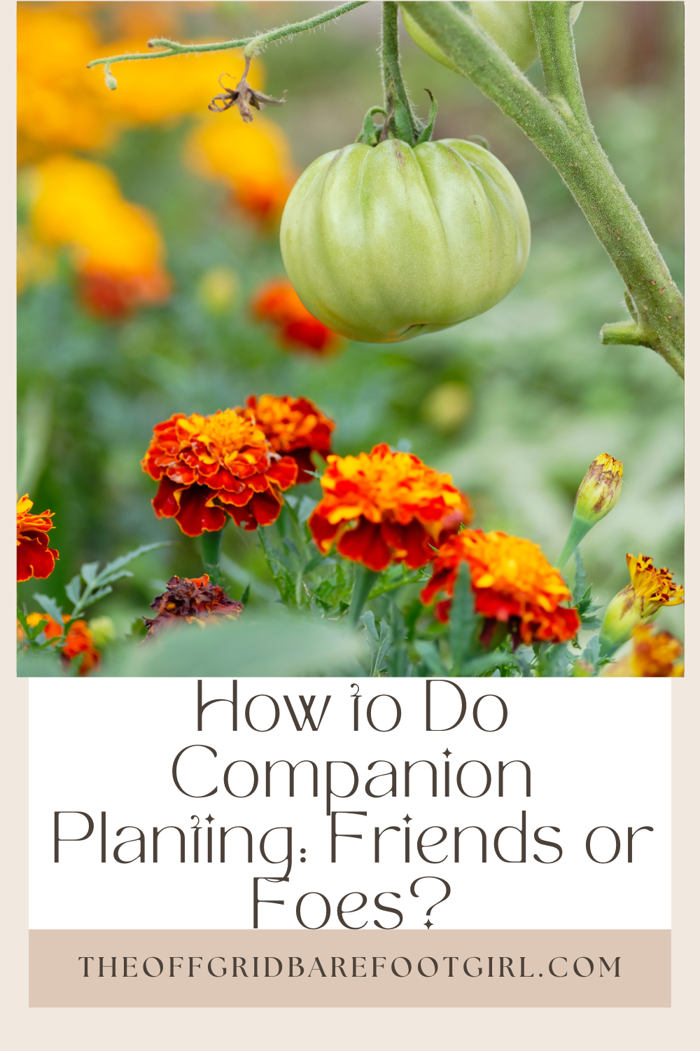 Image illustrates a Pinterest pin of companion planting.