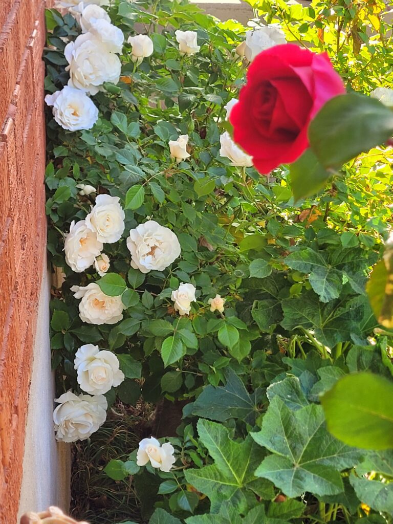 Image illustrates a rose bush.