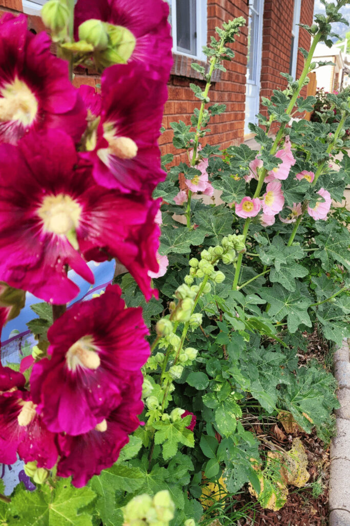 Image illustrates hollyhocks.