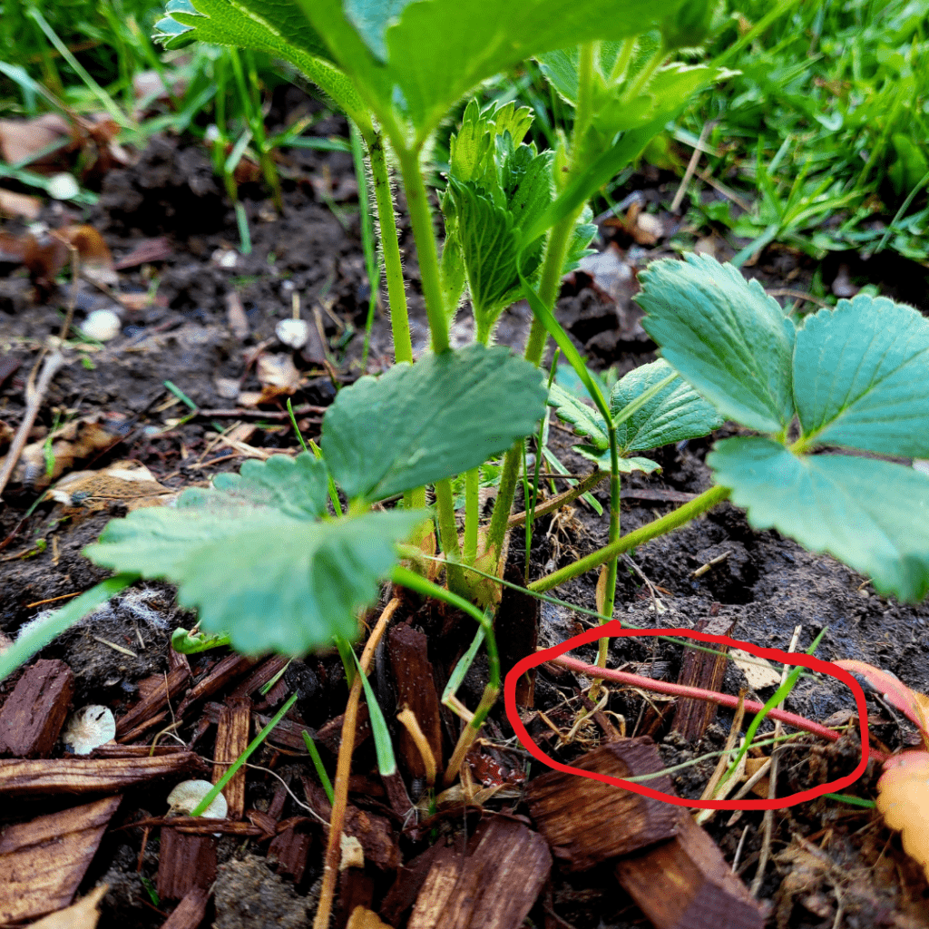 Image illustrates strawberry runners demonstrating growing a strawberry patch.