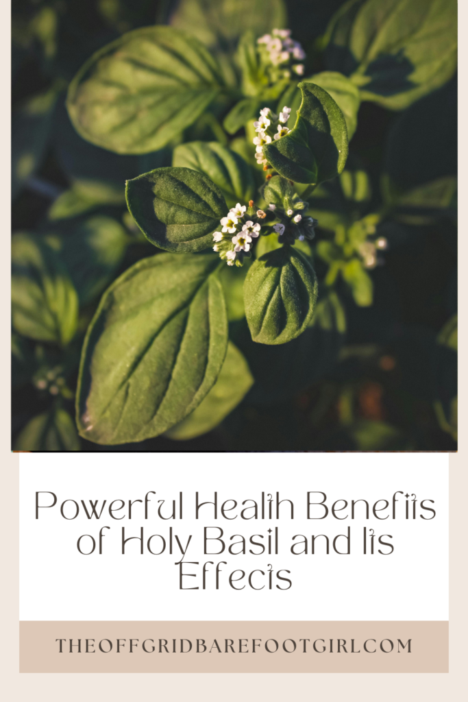 Image illustrates holy basil.