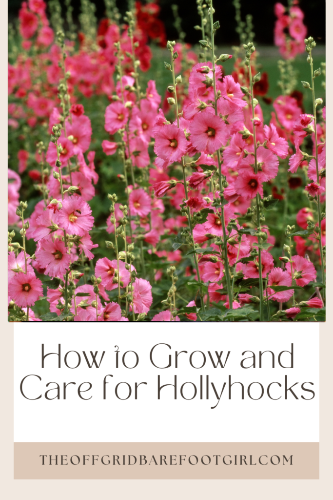 Image illustrates hollyhocks.