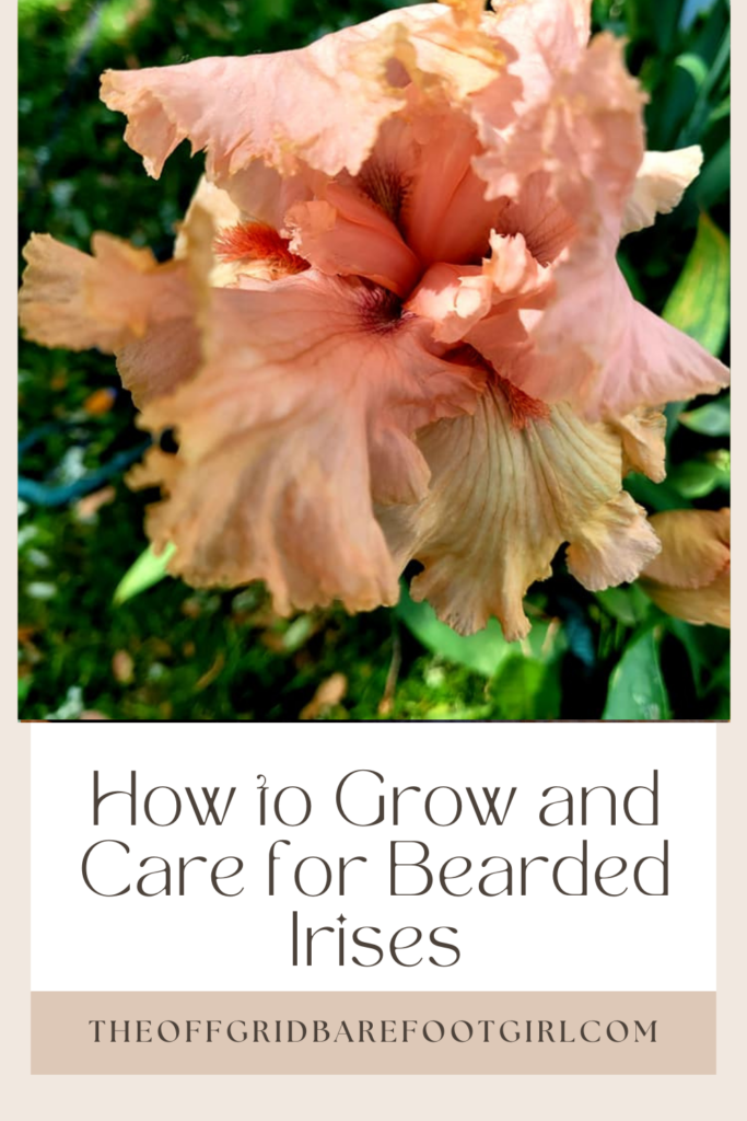 Image illustrates how to grow and care for bearded irises.