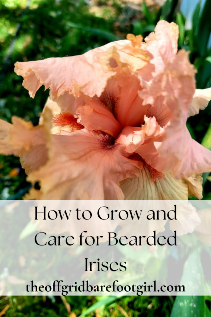 Image illustrates how to grow and care for bearded irises.