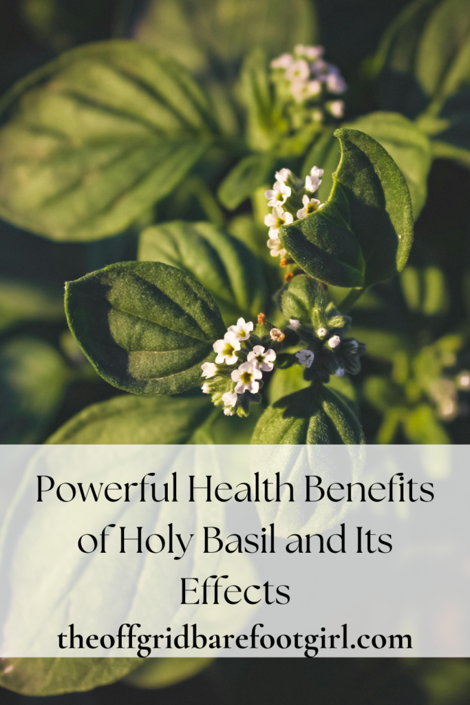 Image illustrates a Pinterest pin of holy basil demonstrating the health benefits of holy basil. 
