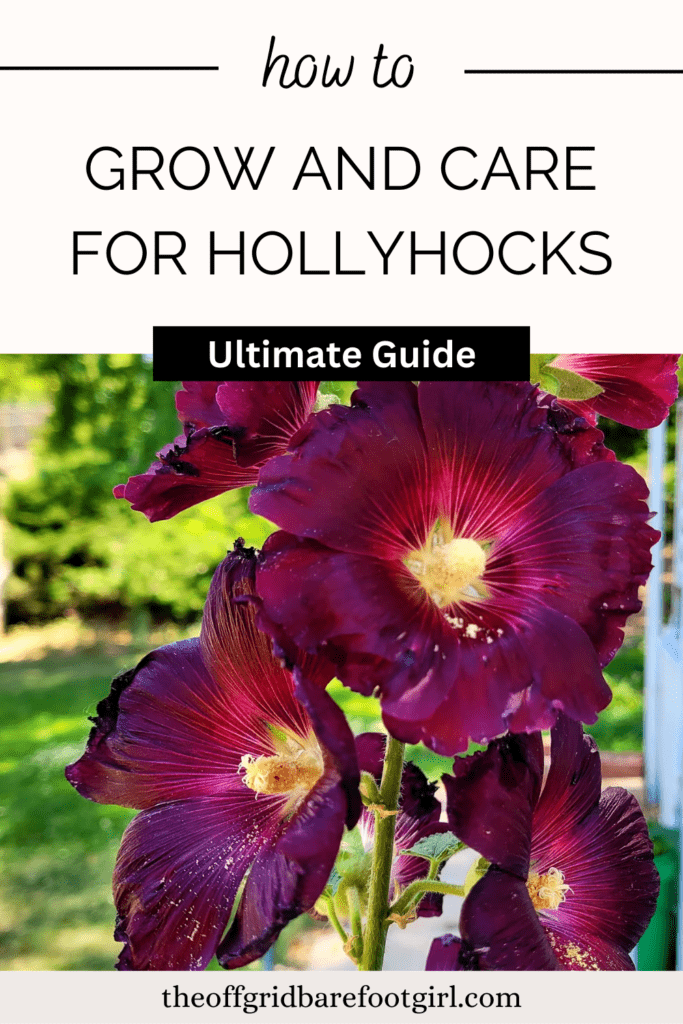 hollyhocks