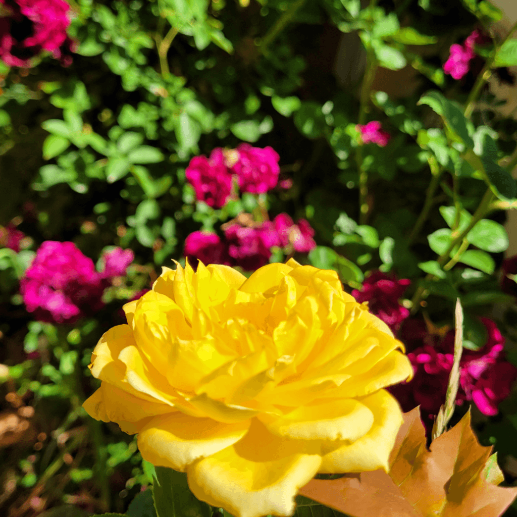 Image illustrates cottage garden roses from The Off Grid Barefoot Girl.