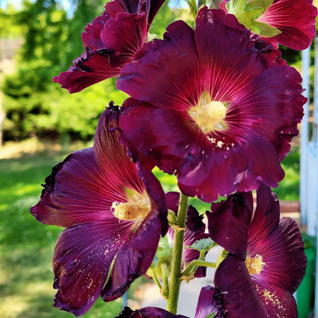 How to Grow and Care for Hollyhocks